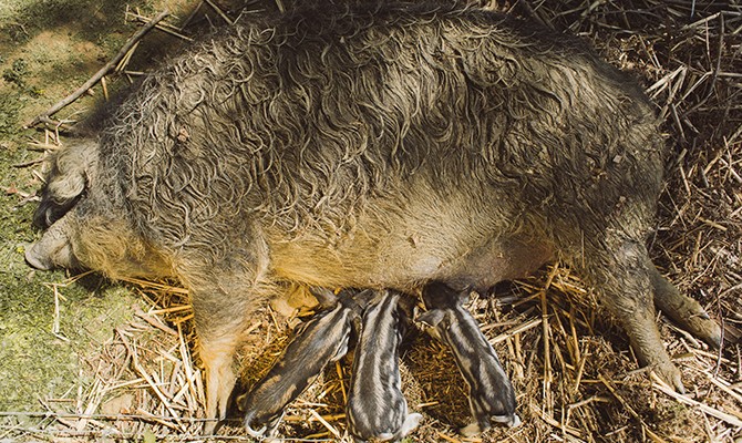 Hotel Reiters Supreme - Mangalitsa pig with three piglets
