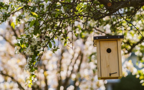 Hotel Reiters Supreme - Nesting box under a flowering tree