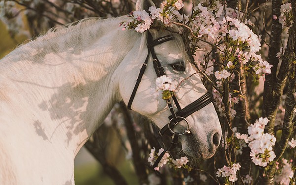 Hotel Reiters Supreme - Head of a Lipizzaner in a flowering shrub