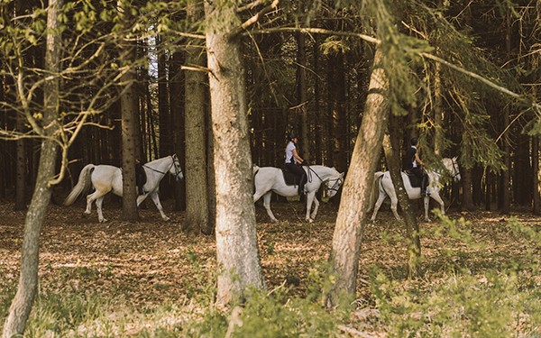 Hotel Reiters Supreme - Three Lipizzaners in the forest