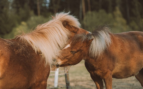 Hotel Reiters Supreme - Two American Miniature Horses sniff each other 