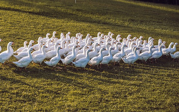 Hotel Reiters Supreme - Geese on a green meadow