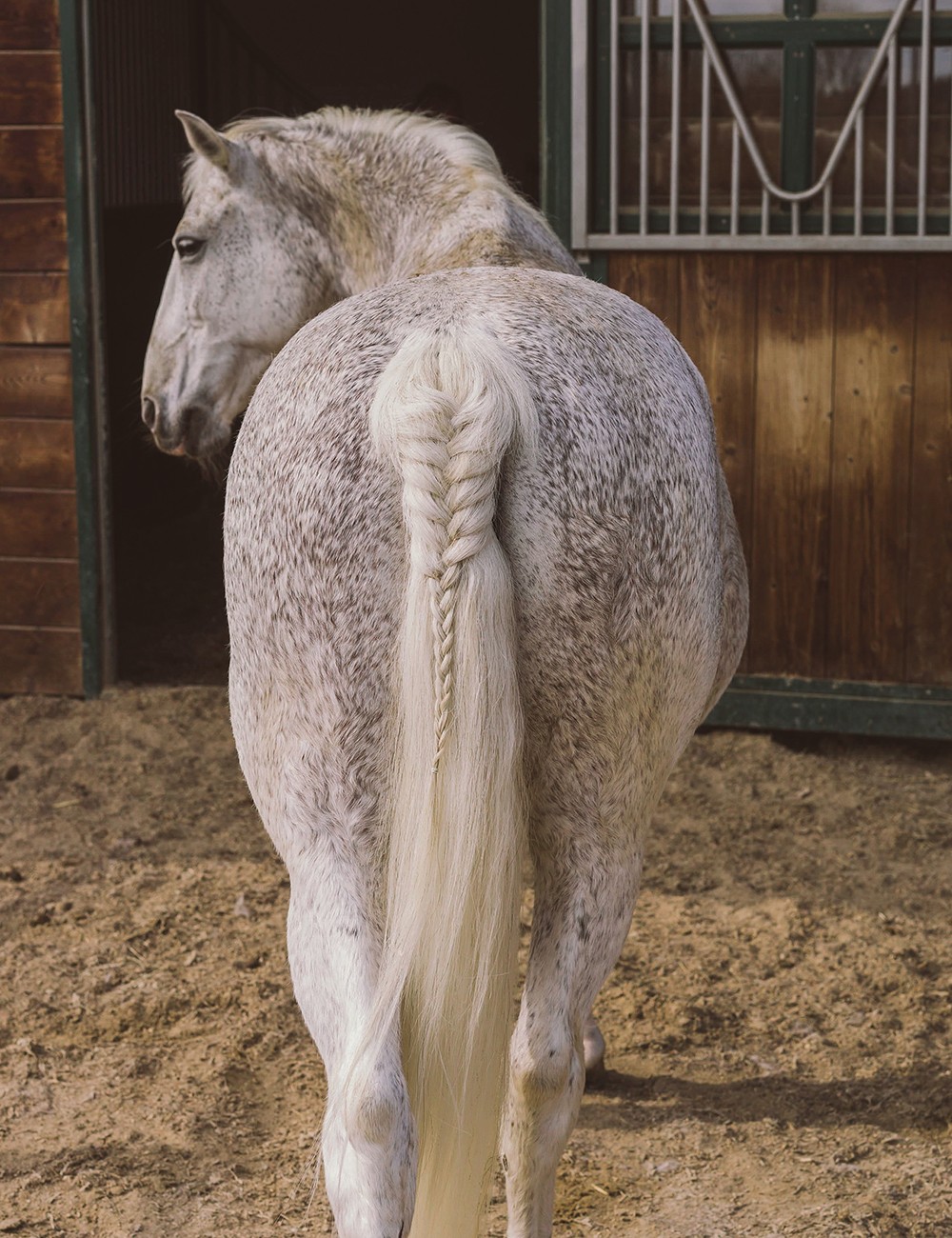 Hotel Reiters Supreme - Lipizzaner from behind with braided tail