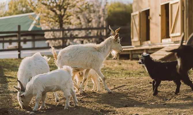 Hotel Reiters Supreme - White and black goats with their young